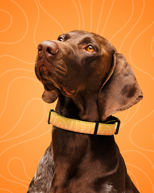 Luminous+ Dog Collar (Sunrise)