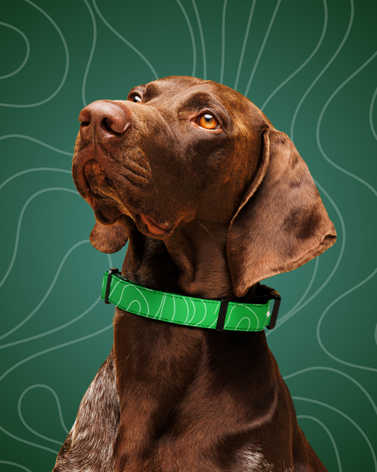 Luminous+ Dog Collar (Emerald)