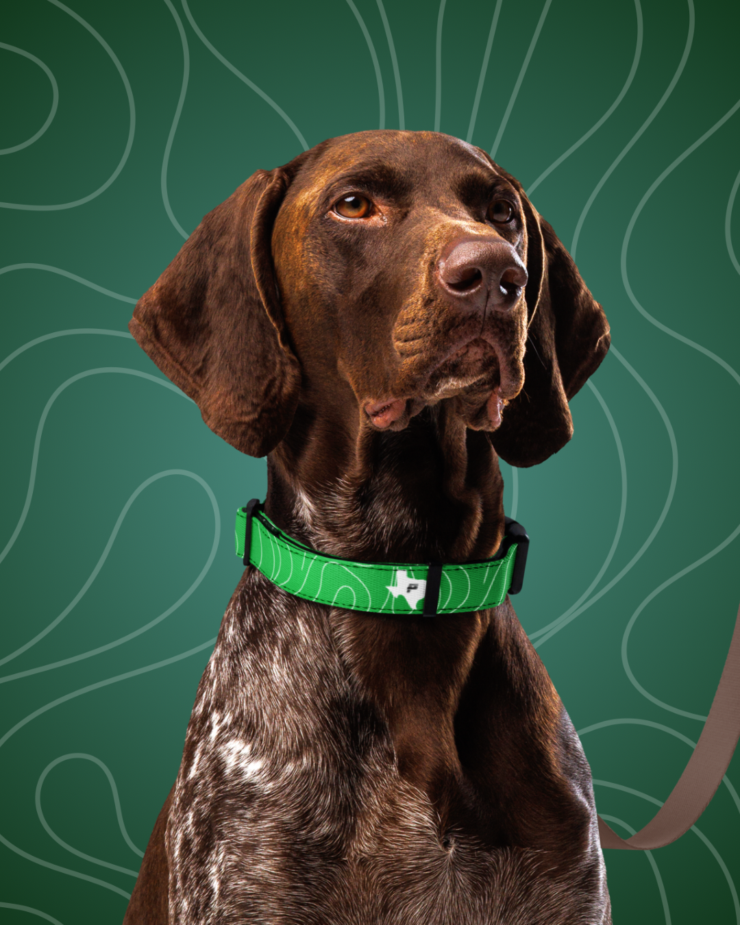 Luminous+ Dog Collar (Emerald)