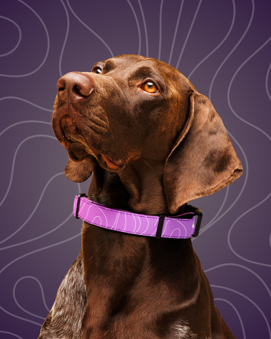 Luminous+ Dog Collar (Amethyst)