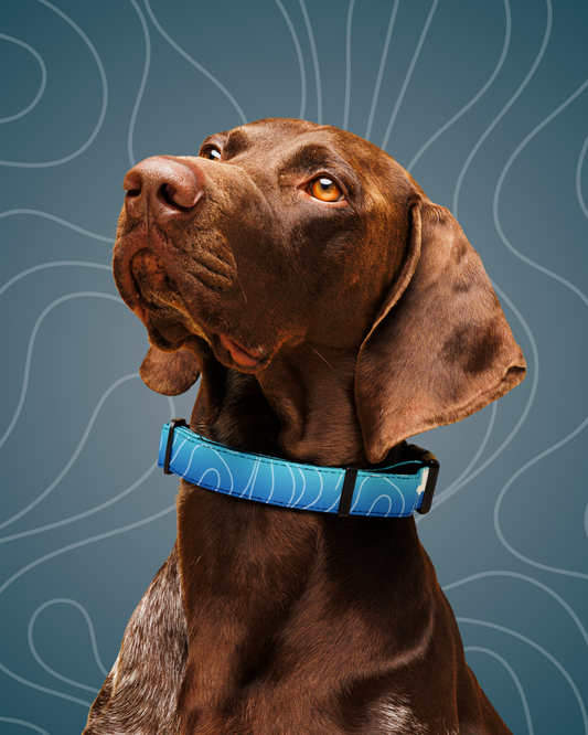 Luminous+ Dog Collar (Aqua)