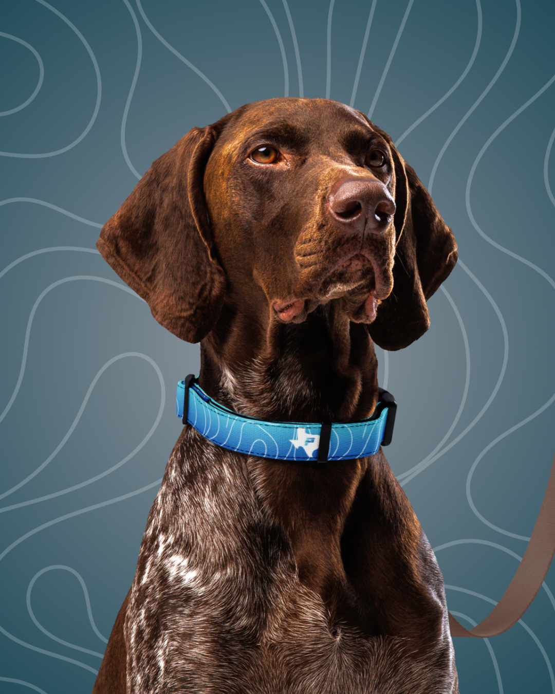 Luminous+ Dog Collar (Aqua)