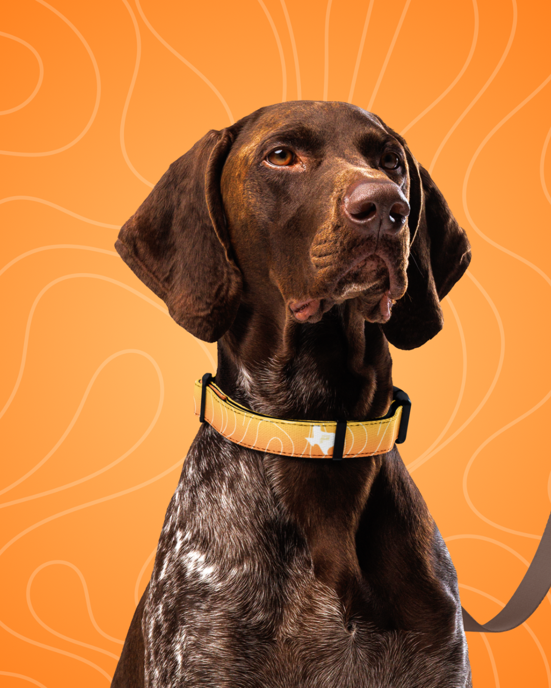 Luminous+ Dog Collar (Sunrise)